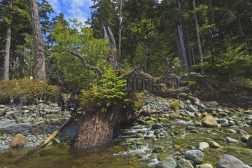 Semi submerged tree trunk on which plants grow Canada