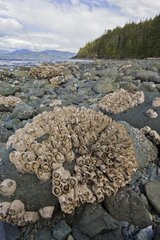 Barnacle at low tide Johnstone strait Canada