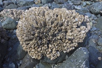 Barnacle at low tide Johnstone strait Canada