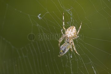 Araneus quadratus Spider im Netz mit einer Beute