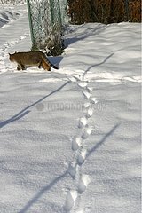 Rinnenkatze  die in der Schneejura Frankreich spaziert