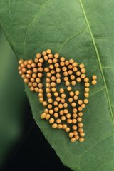 Eggs of the butterfly Heliconius South America