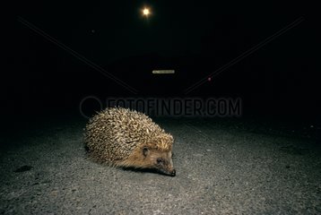European Hedgehog during the night walking on a street