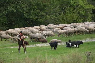 Sheep  shepherd