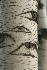 Detail of a trunk of Poplar grisard Netherlands