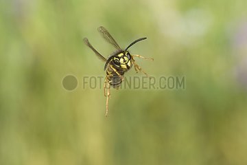 Common Wesp Flying SA ™ Ne-Et-Loire Frankreich