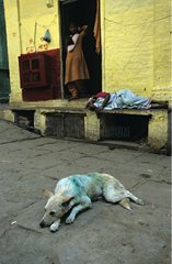 Hund in Ruhe und MÃ¤dchen vor einer HaustÃ¼r Indien