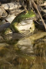 Green frog with the mounting at the edge of a pond France