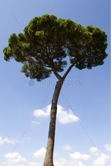Umbrella pine Italy