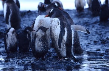 Gentoo Penguin dirty in molten ice and permafrost