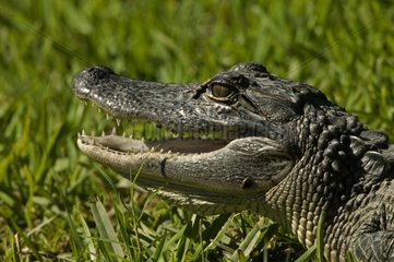 Porträt eines amerikanischen Alligators Louisiana USA