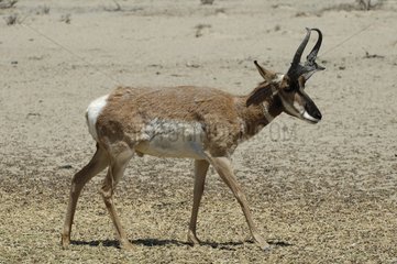 Pronghorn -Antilope in der Wüste von Wecaino