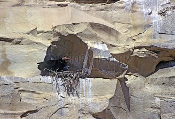Northern Bald Ibis at nest with his young on a cliff Morocco