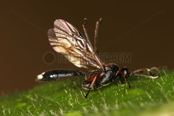 Parasitic hymenoptera cleaning up its wings Belgium