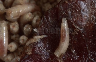 Larvas of Greenbottle Fly on meat Europe