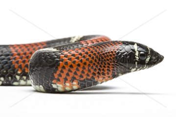 Ringed Hognose Snake from south America in studio