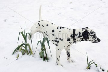Dalmatien Hund Urinieren im Schnee Frankreich