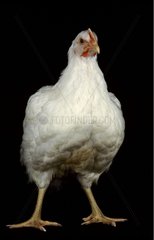 Hen in studio with a black background