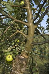 Transplant apple tree 'Attroche Poitevine' in fruit