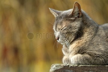 Gray cat sleeping on a wood board