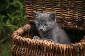 Kitten in a basket put in a garden