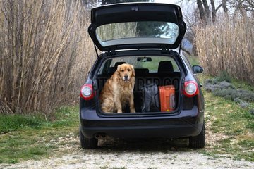 Golden retriever in the chest of a car