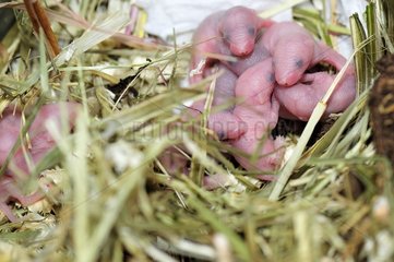 House mice new-born 2 days old in a terrarium