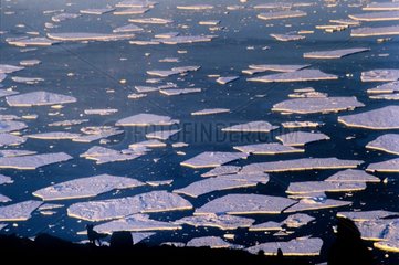 Silhouette de Renard polaire et plaques de glace dérivant