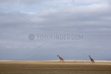 Giraffes in the savannah Amboseli National Park Kenya