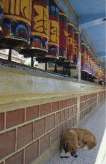 Dogs sleeping against a wall in front of prayer wheels