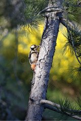 Great Spotted Woodpecker searching for food on a pine