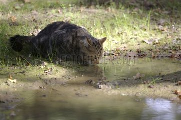 Cat drinking at a water puddle pool