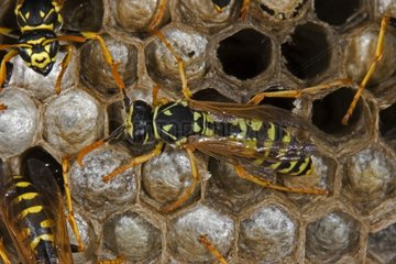 European Paper Wasp newly emerged as adult male New York USA