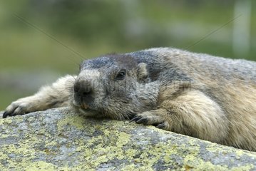 Alpine Marmot erwärmt sich auf einem Felsenalpes Frankreich