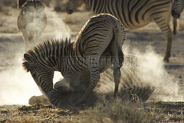 Burchell's Zebras playing in dust Etosha Namibia