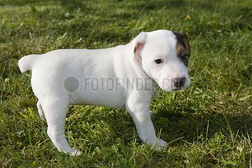 Welpe von Jack Russell Terrier im Gras Frankreich