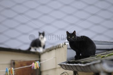Katzen auf einem Dach yport Frankreich