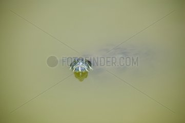 Freshwater turtle with its head out of water