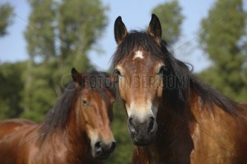 Portrait of mares Netherlands