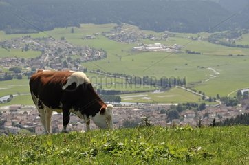 Montbeliard cow in the hills of Val Morteau Doubs France