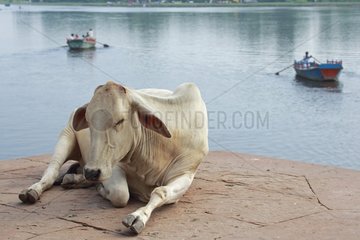 Heilige Kuh  die Mathura Uttar Pradesh State India NAP
