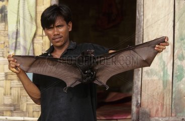 Man and Flying Fox driven out to be eaten Sulawesi