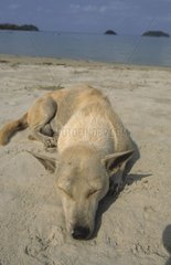 Hund legte sich auf den Sand eines Strandes Thailands