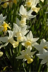 NARCISSUS 'TOBY'