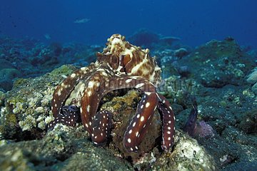 Indo-Pacific Day Octopus hunting with arms spread Bali