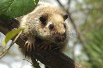 Southern giant slender-tailed cloud rat on a branch