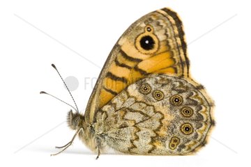 Wall Brown on white background