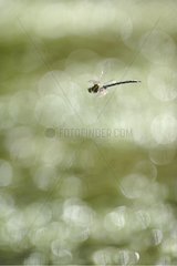 Southern Hawker Dragonfly hovering in a bog France