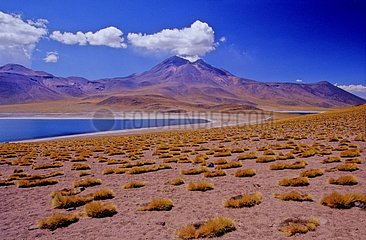 See und Vulkan Miscanti Gebiet des Anden Atacama Chile