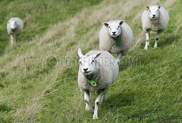 Sheeps texel in grass Netherlands